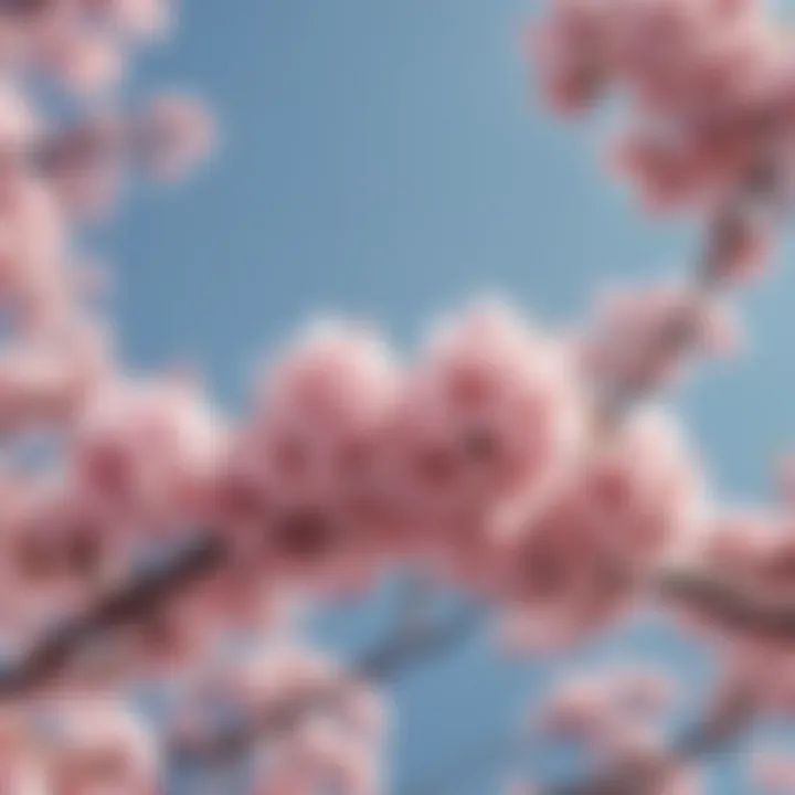 Japanese Cherry Blossoms